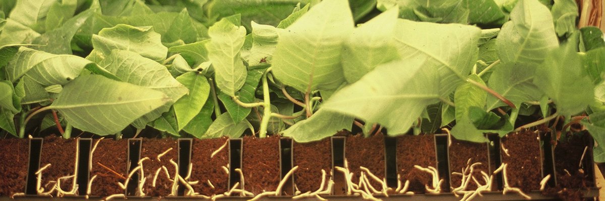 Al momento stai visualizzando Come si esegue una talea