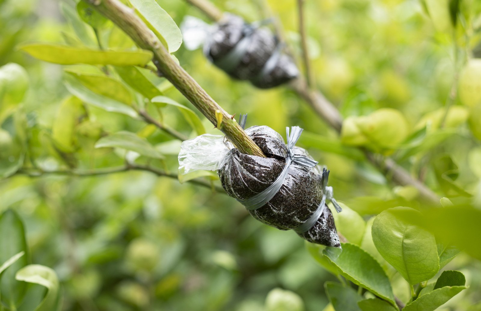 Al momento stai visualizzando Propaggine e margotta