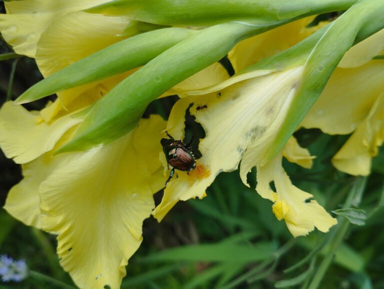 Read more about the article A new beetle: Popillia japonica