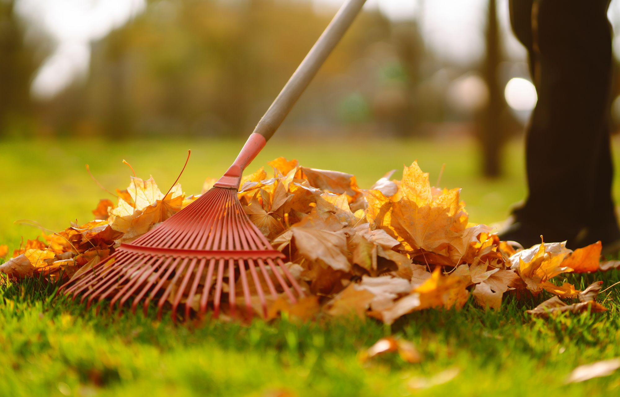 I lavori del mese: giardini e terrazzi in Ottobre