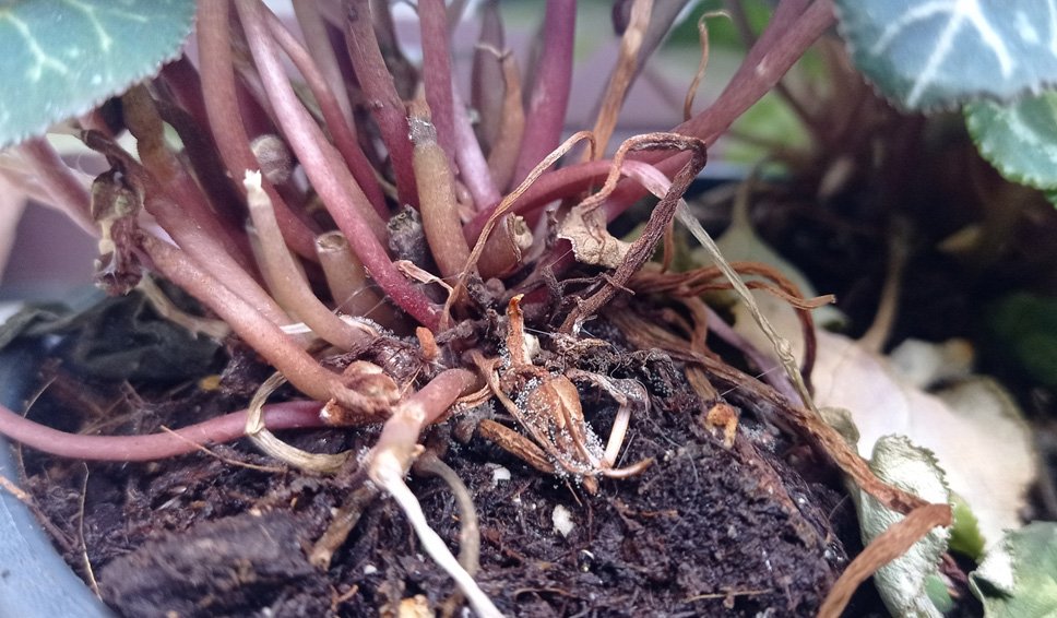 Al momento stai visualizzando Botrytis cinerea o muffa grigia