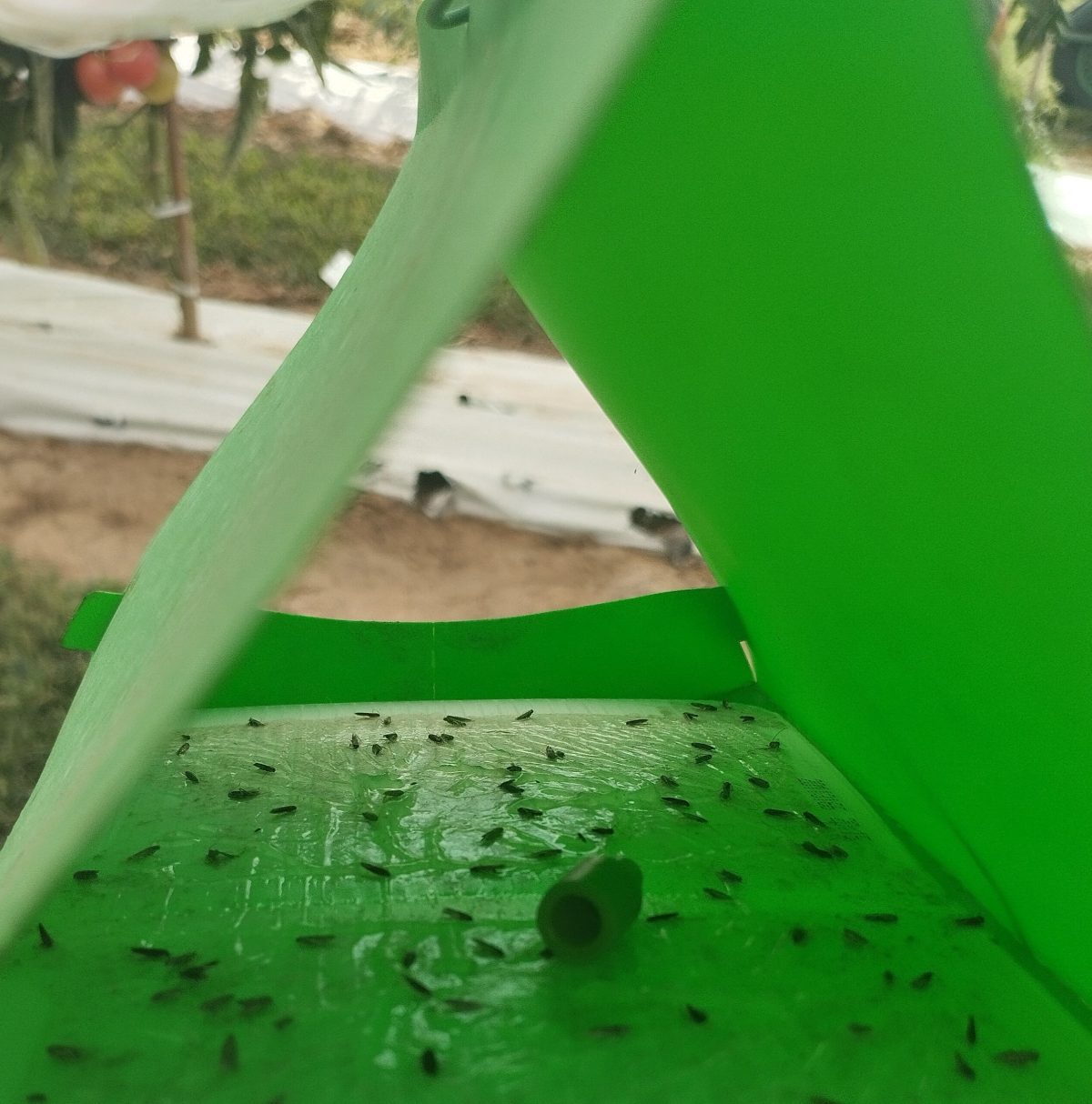 Tuta absoluta o tignola del pomodoro