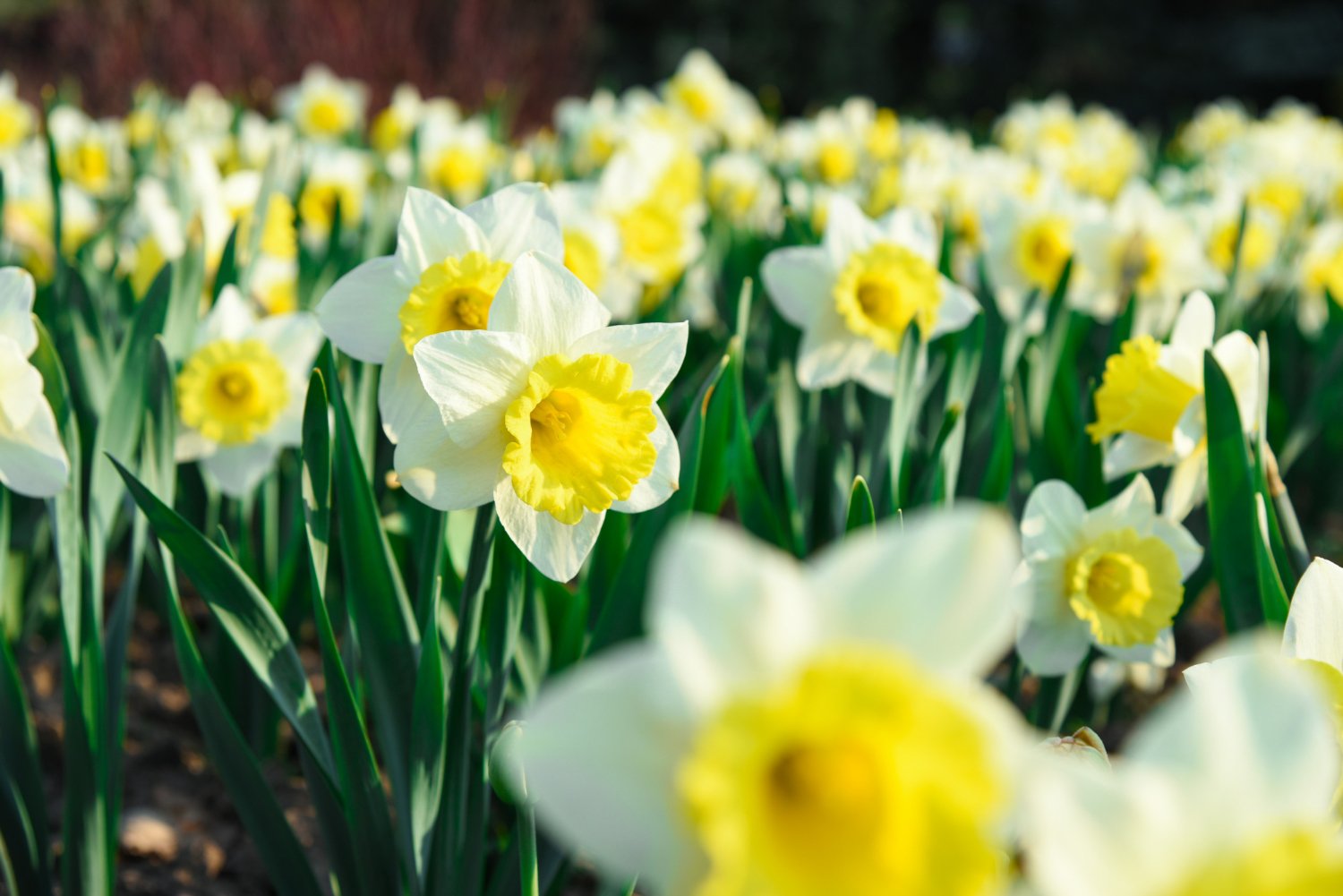 Al momento stai visualizzando I lavori del mese: giardini e terrazzi a Febbraio