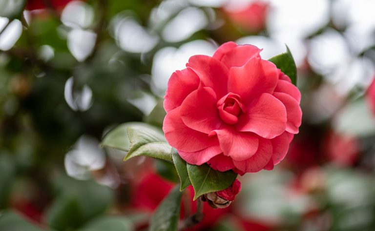 Scopri di più sull'articolo La camelia