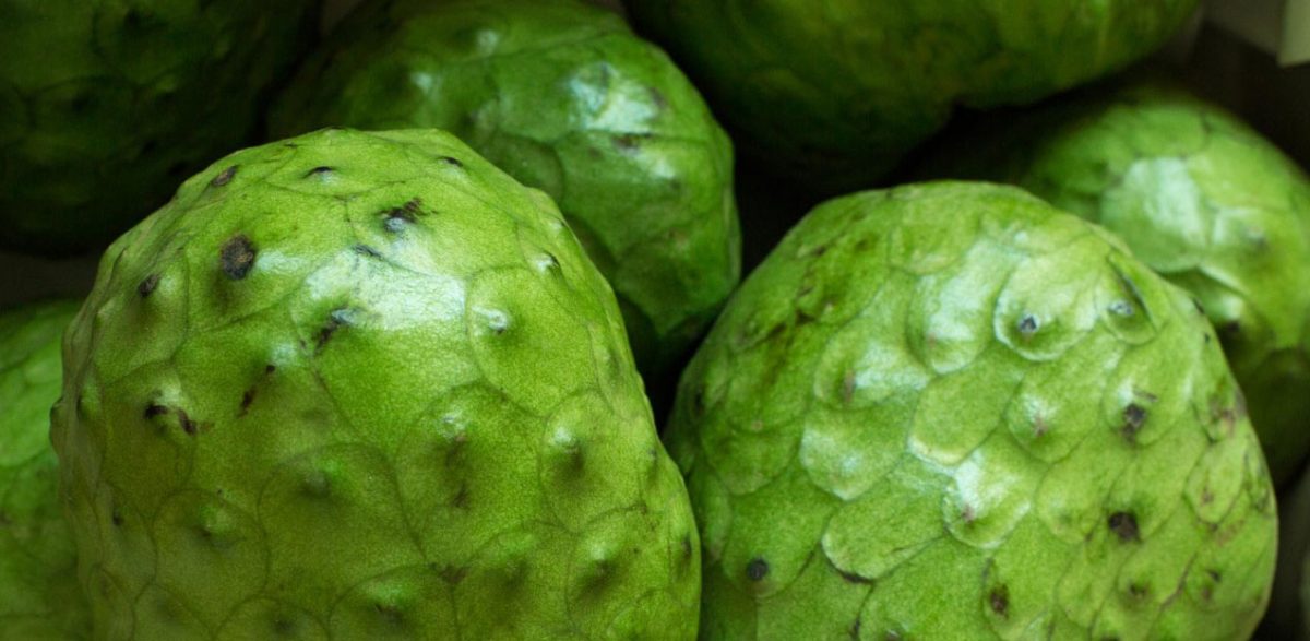 Conosciamo una nuova pianta da frutto: la Anona