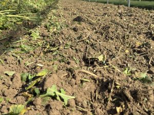 Scopri di più sull'articolo Cos’è la biofumigazione?