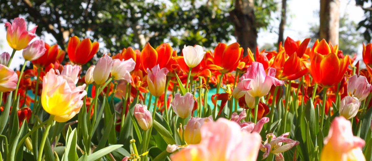 I lavori del mese: giardini e terrazzi a Marzo