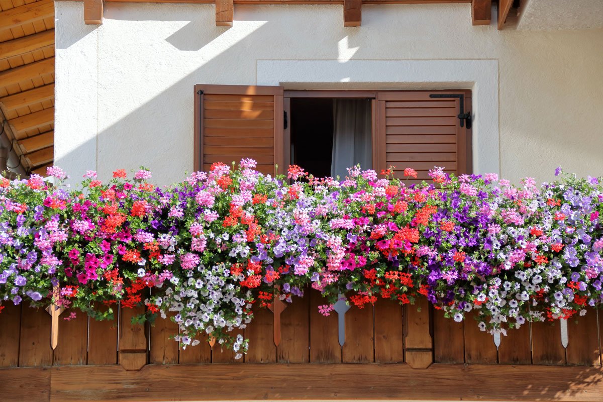 Al momento stai visualizzando I lavori del mese: giardini e terrazzi a Giugno