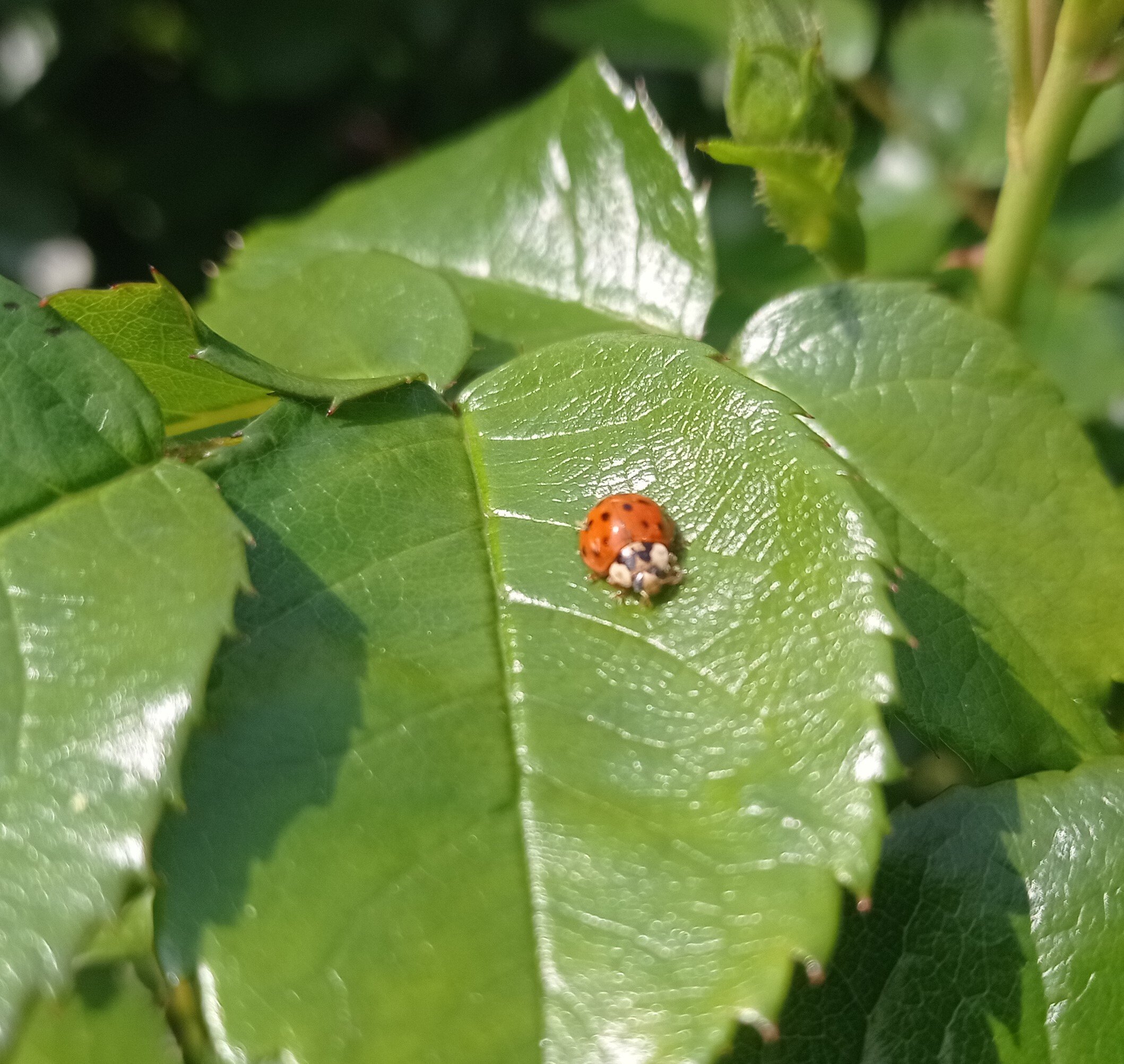 The biological control of ornamental plants: introduction