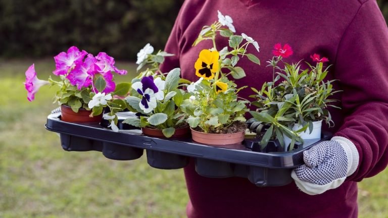 Scopri di più sull'articolo I lavori del mese: giardini e terrazzi a Settembre