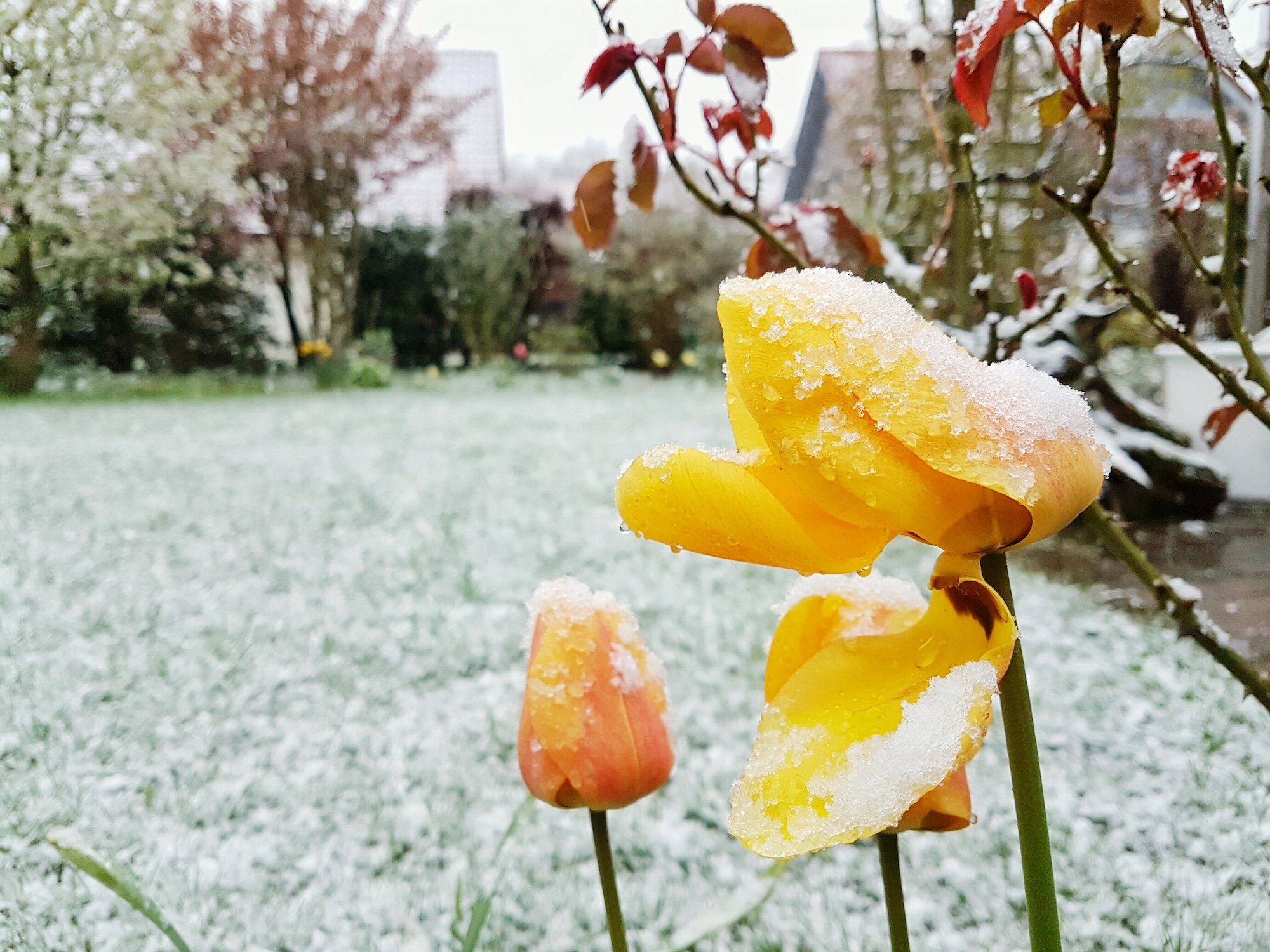 I lavori del mese: giardini e terrazzi a Gennaio
