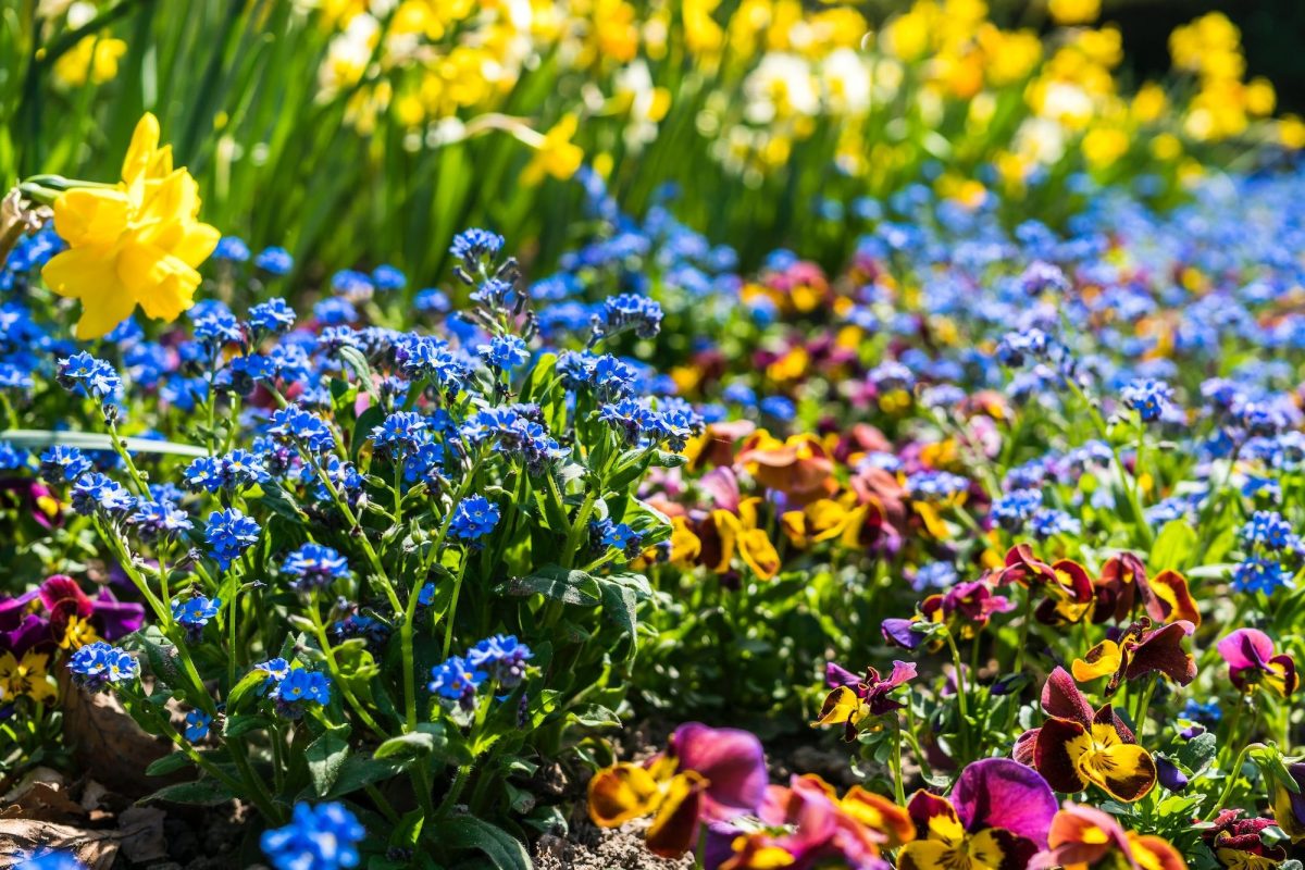 Flowerbed and pot arrangements in April