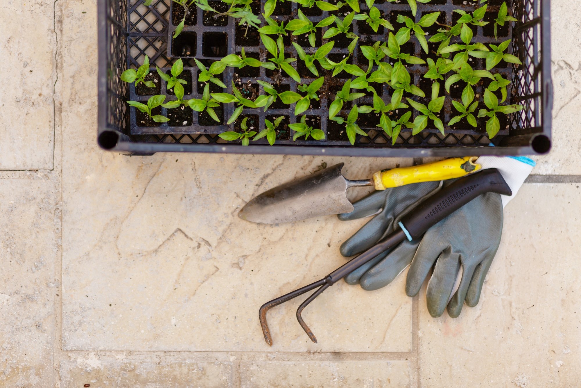 Transplanting: gardens and terraces in May
