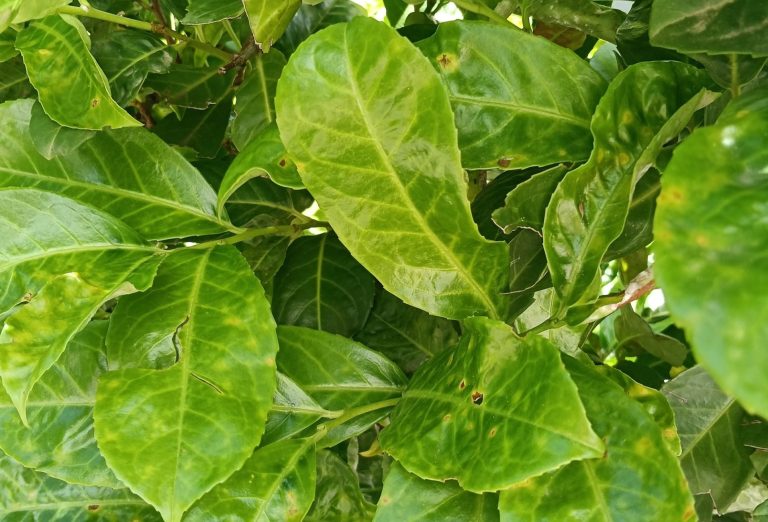 Read more about the article Powdery mildew