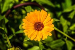 Scopri di più sull'articolo Giardini e terrazzi a Luglio