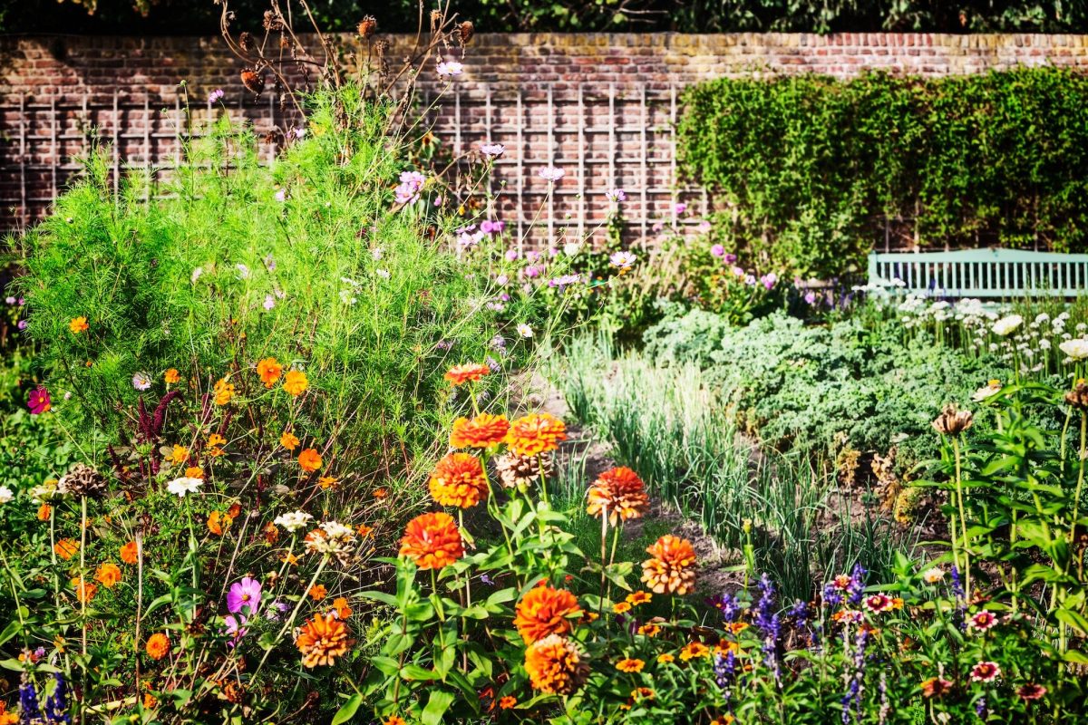 Fiori nell’orto a Giugno