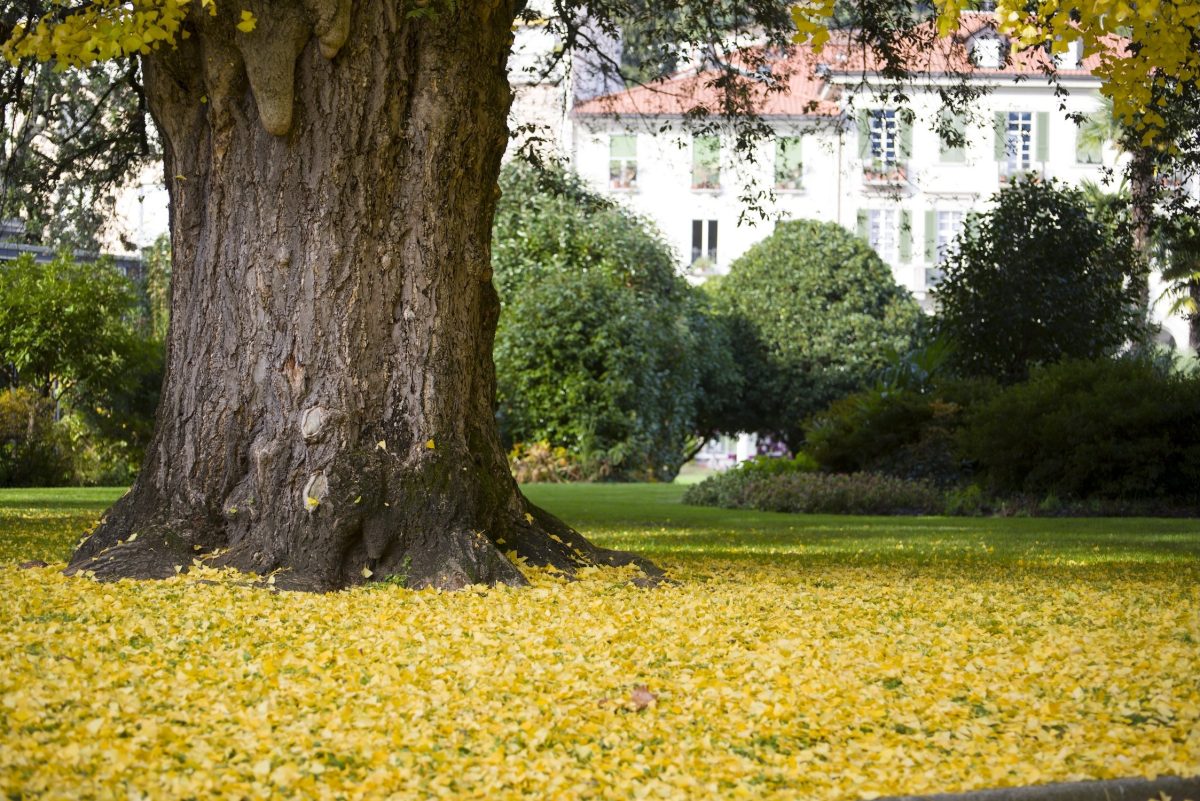 I lavori del mese: giardini e terrazzi a Settembre