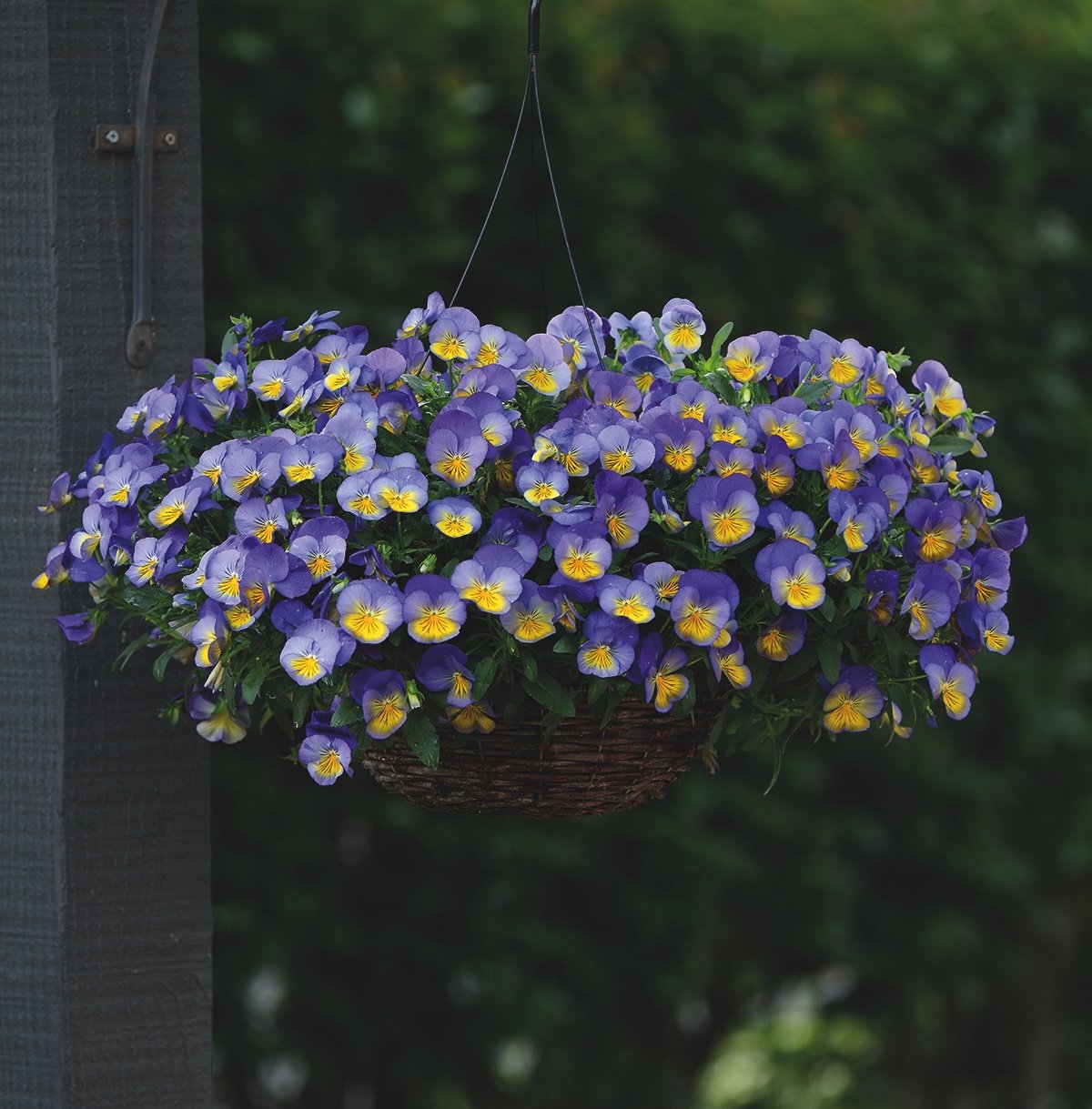 Le piante del mese: Viole ad Ottobre