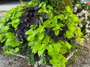 Read more about the article Plantele lunii septembrie: Coleus blumei și Ipomoea × hybrida – frunzele sunt vedetele