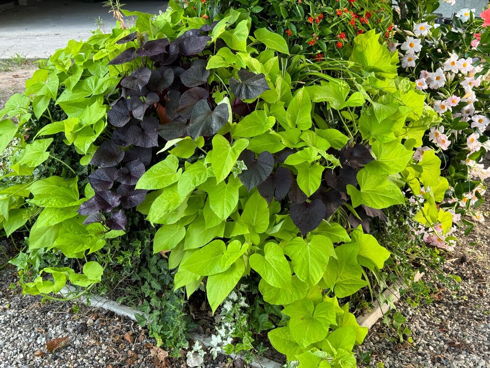 You are currently viewing Plantele lunii septembrie: Coleus blumei și Ipomoea × hybrida – frunzele sunt vedetele